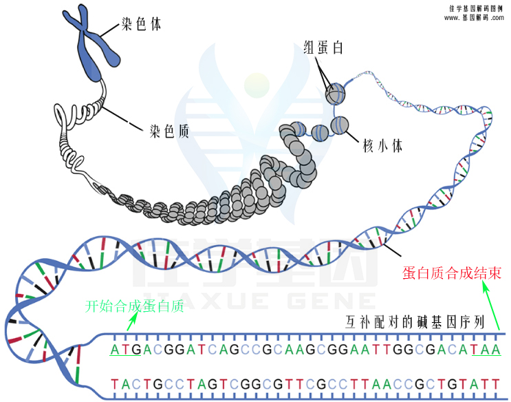 【佳學(xué)基因檢測】需要多長時(shí)間可以拿艾司西酞普蘭敏感性-代謝/PK基因解碼、<a href=http://www.alivewithwords.com/tk/jiema/cexujishu/2021/31933.html>基因檢測</a>報(bào)告？