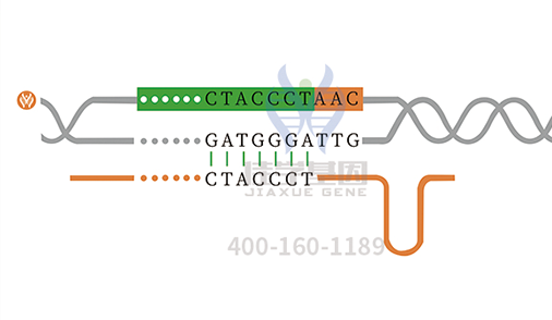 【佳學(xué)基因檢測】孟買表型基因解碼、<a href=http://www.alivewithwords.com/tk/jiema/cexujishu/2021/31933.html>基因檢測</a>的報告看得懂嗎？