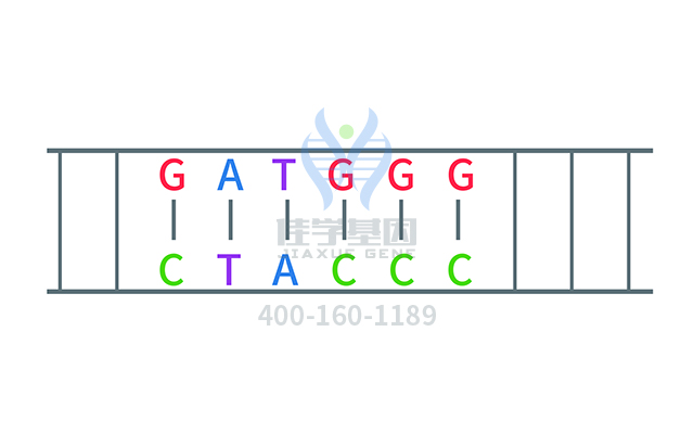 【佳學(xué)基因檢測(cè)】多尾精子和DNA過(guò)量相關(guān)的不育癥基因解碼、<a href=http://www.alivewithwords.com/tk/jiema/cexujishu/2021/31933.html>基因檢測(cè)</a>有什么用？