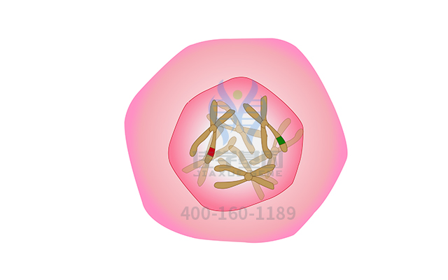 【佳學(xué)基因檢測(cè)】家族性股骨頭缺血性壞死基因解碼、<a href=http://www.alivewithwords.com/tk/jiema/cexujishu/2021/31933.html>基因檢測(cè)</a>可以只做基因解碼嗎？