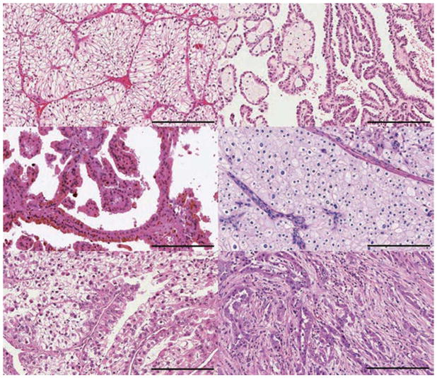 保存圖片、插圖等的外部文件。對(duì)象名稱(chēng)為 nihms958498f1.jpg