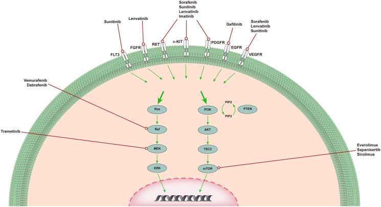 An external file that holds a picture, illustration, etc.
Object name is fonc-13-1103147-g001.jpg