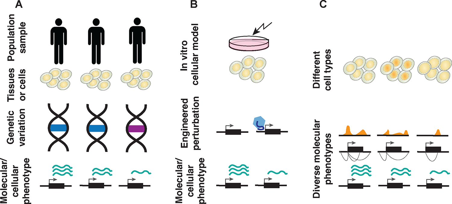 圖 3.理解大規(guī)模遺傳變異的分子效應的方法