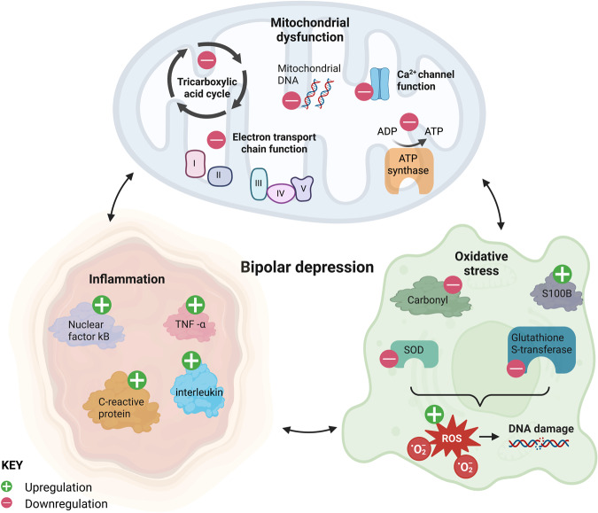 圖1：雙相抑郁癥與線粒體功能障礙、炎癥和氧化應(yīng)激持續(xù)相關(guān)