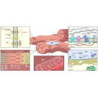 【佳學(xué)基因檢測】擴(kuò)張型心肌病基因檢測