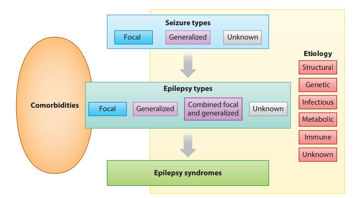 癲癇的分類