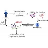 【佳學<font color='red'>基因</font>檢測】如何利用誘導多能干細胞（iPSC)進行遺傳病的<font color='red'><font color='red'>基因</font><font color='red'>矯正</font></font>治療