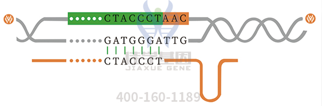 醫(yī)學(xué)博士CALM1P2基因檢測的知識(shí)結(jié)構(gòu)準(zhǔn)備